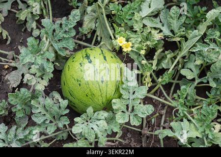 Seitenansicht einer großen Wassermelone, die auf einer kräftigen Weinrebe mit grünen Blättern und Blumen in einem bebauten Garten wächst. Stockfoto
