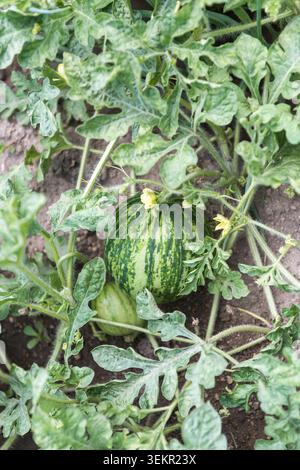 Vertikale Ansicht einer gesunden Wassermelonenpflanze mit üppig grünen Blättern, gelben Blüten, einer großen Reifen Wassermelone und einer kleinen sich entwickelnden nat Stockfoto