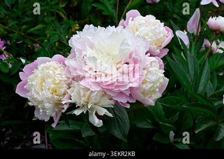 Große doppelte rosa und weiße Sommerpfingstrose, Paeonia lactiflora „Sorbet“ wächst im britischen Garten Mai Stockfoto