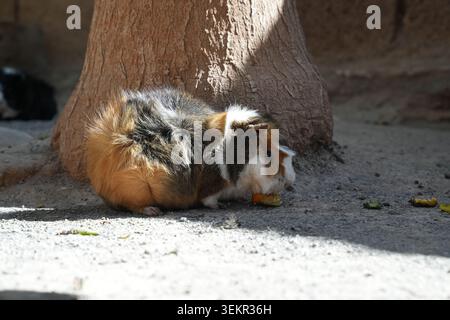 Niedliches Meerschweinchen, das in der Nähe eines Baumstamms in einer sonnigen Umgebung im Freien Essen isst Stockfoto