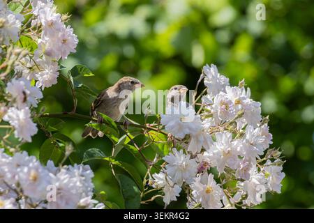 Ein kleiner Hausspatzen (Passer domesticus) sitzt auf einem Rosenzweig, umgeben von Haufen von blassweißen Rosen und grünem Laub, was eine friedliche Atmosphäre bietet Stockfoto