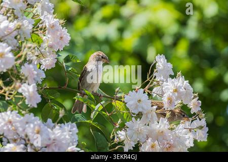 Ein kleiner Hausspatzen (Passer domesticus) sitzt auf einem Rosenzweig, umgeben von Haufen von blassweißen Rosen und grünem Laub, was eine friedliche Atmosphäre bietet Stockfoto