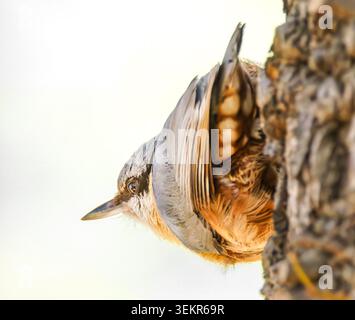 Ein Nuthatch steht auf einem Baumstamm Stockfoto