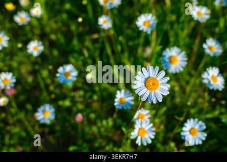 Wiesen Blumen in ländlicher Landschaft mit Wald und sanften grünen Hügeln im Sommer Stockfoto