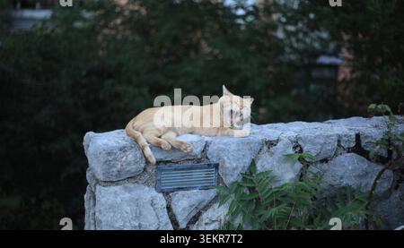 Eine lustige Ingwer Tabby Katze, die sich dramatisch ausdehnt und gähnt, während sie sich in der Abenddämmerung bequem auf einer rustikalen, grauen Natursteinmauer ausruht. Stockfoto