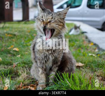 Eine urkomische Nahaufnahme einer flauschigen streunenden Tabbykatze, die auf grünem Gras sitzt und weit gähnt, mit ihrer langen, rosa Zunge, die vollständig herausragt. Stockfoto