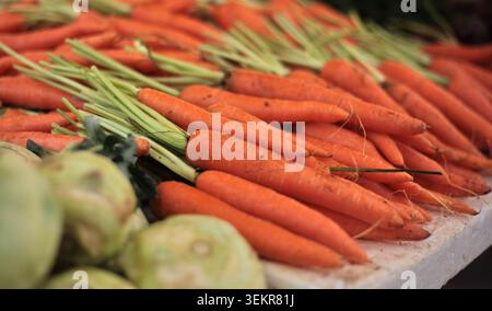 Ein lebhafter Haufen frischer, roher Orangenmohren mit hellgrünen Stängeln, die ordentlich auf einem lokalen Bauernmarkt präsentiert werden. Stockfoto