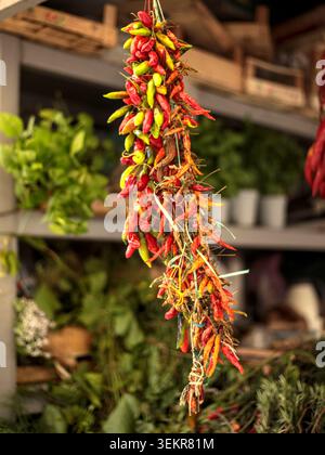 Ein langer Haufen leuchtender roter und grüner Chilischoten hängt vertikal zum Trocknen an einem rustikalen Marktstand, umgeben von frischen Kräutern. Stockfoto