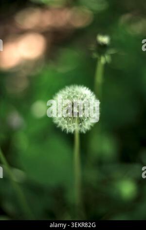 Eine atemberaubende Nahaufnahme eines zarten, flauschigen weißen Löwenzahn-Samenkopfes, der sich wunderbar vor einem dunklen, stimmungsvollen grünen Bokeh-Hintergrund abhebt. Stockfoto
