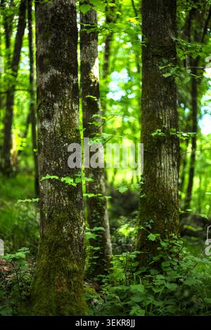 Schöner sonnendurchfluteter kroatischer Wald mit hohen Baumstämmen, die mit frischem grünem Moos bedeckt sind, umgeben von lebhaftem Sommerlaub. Stockfoto