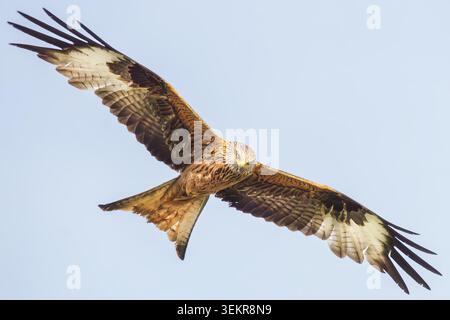 Ein Rotmilan im Flug Stockfoto