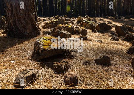 Vulkanische Steine bedeckt mit Kiefernnadeln auf dem Waldboden eines kanarischen Kiefernwaldes auf Teneriffa, Kanarischen Inseln, Spanien. Stockfoto