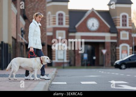 Frau mit Hund Labrador Retriever an der Leine, die neben Fußgängerübergängen in der Stadt steht und darauf wartet, die Straße zu überqueren, veranschaulicht den städtischen Alltag Stockfoto