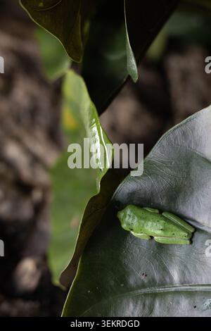 Agalychnis callidryas - Rotaugen Baumfrosch, der auf einem Blatt ruht. Stockfoto