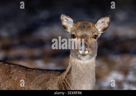 Sika-Hirsch / Nordhirsch / Japanischer Hirsch (Cervus nippon) Hind / weibliches Nahporträt im Wald im Winter, heimisch in Ostasien Stockfoto