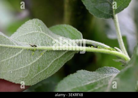 Kolonie von grünem Apfelblattlaus, Aphis pomi auf der Unterseite der Apfelbaumblätter im Garten. Stockfoto