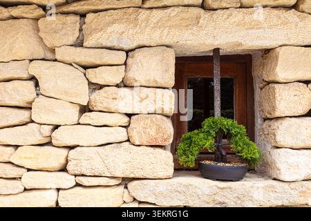 Kleiner Bonsai-Baum in einem Fenster einer strukturierten Steinmauer in der Provence Stockfoto