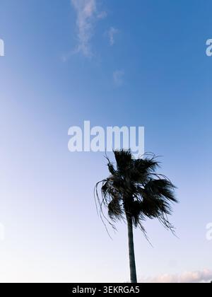 Dunkle Silhouette aus Palmwedeln und Ästen, die vor einem leuchtend blauen wolkenlosen Himmel mit tropischer Blattstruktur verziert sind Stockfoto