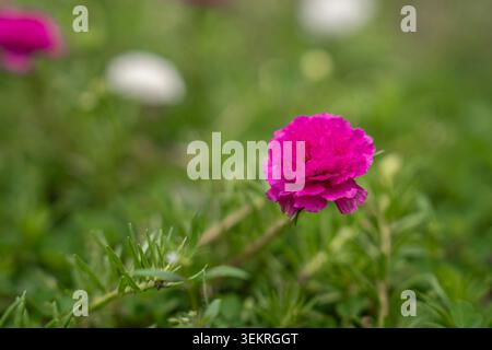 Nahaufnahme einer leuchtenden rosafarbenen Moosrose (Portulaca grandiflora) in Blüte, mit weichem Bokeh und natürlichem Licht, die florale Schönheit und Natur hervorhebt. Stockfoto