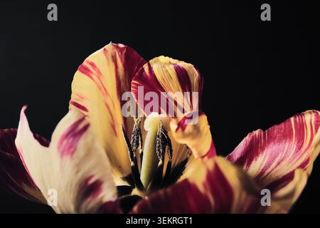 Nahaufnahme der blühenden gelben und roten Tulpenblüte vor dunklem Hintergrund Stockfoto