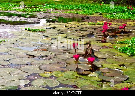 Malerisches Landschaftsfoto von rosafarbenen Seerosen und grünen Lilienpads, die auf einer ruhigen Teichoberfläche in Cox's Bazar, Bangladesch, schwimmen. Stockfoto