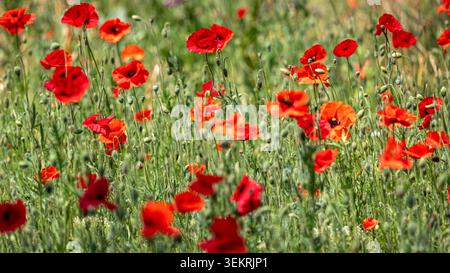 Blühende rote Mohnblumen auf einer sonnigen Sommerwiese, lebendige Wildblumen wachsen in der natürlichen Landschaft Stockfoto
