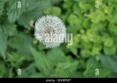 Löwenzahn-Samenkopf im grünen Laub Stockfoto