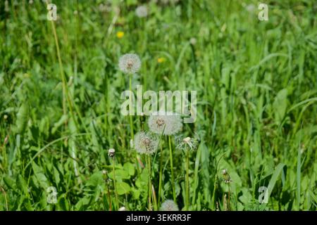 Löwenzahn-Samenköpfe auf einem grünen Grasfeld an einem sonnigen Tag Stockfoto