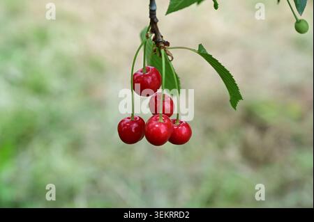 Nahaufnahme reifer roter Kirschen, die an einem Zweig mit einem weichen grünen Bokeh-Hintergrund hängen. Stockfoto