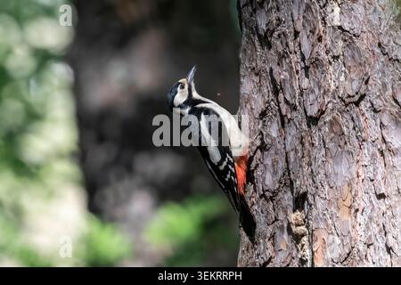 Toller Spotted Holzspecht im Seitenprofil auf einer Kiefer in Finnland. Stockfoto