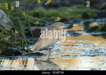 Squacco Reiher (Ardeola ralloides), der in einem Fluss inmitten der Ufervegetation in Skala Kalloni, Lesbos, Griechenland, auf der Jagd nach Nahrung im Frühling steht. Stockfoto
