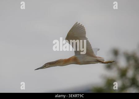 Squacco Reiher (Ardeola ralloides) im Flug über einen Fluss bei Skala Kalloni, Lesbos, Griechenland, mit Brutgefieder während der Frühjahrswanderung. Stockfoto