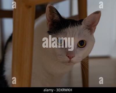 Schwarz-weiße Katze, die durch den Holzstuhl guckt Stockfoto