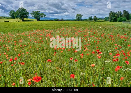 Rote Mohnblumen in einem Gerstenfeld in der Nähe von Llynclys, Llanymynech, Shropshire Stockfoto