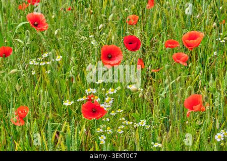 Rote Mohnblumen in einem Gerstenfeld in der Nähe von Llynclys, Llanymynech, Shropshire Stockfoto