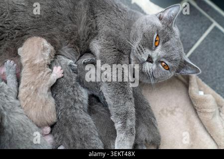 Eine britische Kurzhaarkatze, die ihre neugeborenen Kätzchen pflegt Stockfoto