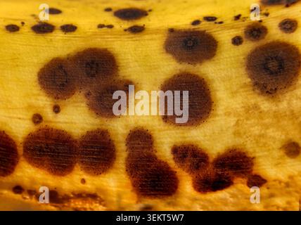 Dunkle Flecken auf einer reifenden Banane heben die Zeitlinie der Natur und die kolossale Größe der globalen Lebensmittelverschwendung hervor. Stockfoto