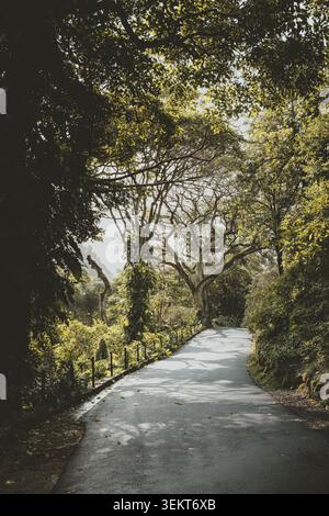 Üppige Berglandschaft auf Ohu, Hawaii, mit tropischer Vegetation, dramatischen Gebirgszügen und malerischem Blick auf die Insel. Stockfoto
