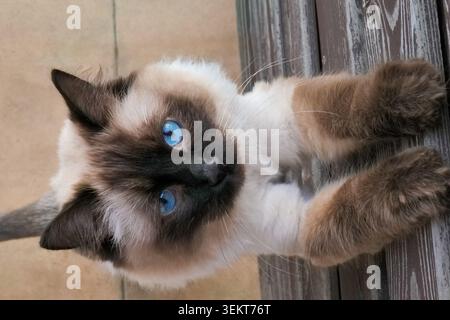 Blauäugige Ragdoll-Kätzchen, die nach oben schauen Stockfoto
