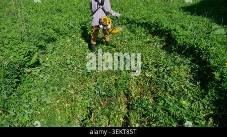 Frau, die hohes Gras mit einem Fadentrimmer auf dem Feld mäht und Schutzkleidung trägt Stockfoto