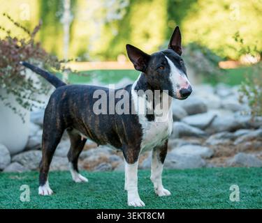 Weiblicher Miniatur-Bullterrier, der sich im Freien für ein natürliches Porträt ausgibt Stockfoto