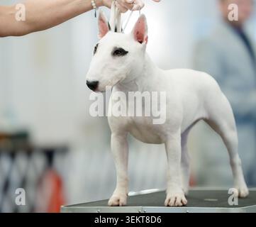 Weißer Bullterrier, der auf einem Tisch steht und auf einer Hundeschau untersucht werden soll Stockfoto