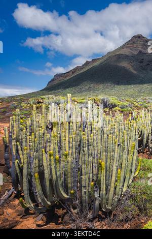 Canary Spurge Euphorbia canariensis wächst auf vulkanischem Lavaband mit dramatischem Mountain Peak unter Blue Sky, Teneriffa, Kanarischen Inseln, Spanien Stockfoto