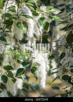 Nahaufnahme eines blühenden Ohrrings einer Balsamico-Pappel (Populus balsamifera). Im Spätherbst und Frühsommer stoßen weibliche Pappeln riesige Mengen an Samen aus, die in der Luft landen, was wegen des erhöhten Risikos von Bränden und saisonalen Allergien unter den Bewohnern ein ständiges Problem für städtische Gemeinden darstellt Stockfoto