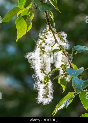Nahaufnahme eines blühenden Ohrrings einer Balsamico-Pappel (Populus balsamifera). Im Spätherbst und Frühsommer stoßen weibliche Pappeln riesige Mengen an Samen aus, die in der Luft landen, was wegen des erhöhten Risikos von Bränden und saisonalen Allergien unter den Bewohnern ein ständiges Problem für städtische Gemeinden darstellt Stockfoto
