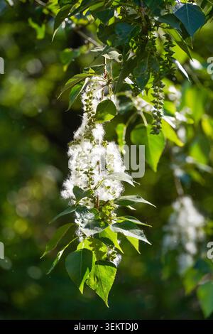 Nahaufnahme eines blühenden Ohrrings einer Balsamico-Pappel (Populus balsamifera). Im Spätherbst und Frühsommer stoßen weibliche Pappeln riesige Mengen an Samen aus, die in der Luft landen, was wegen des erhöhten Risikos von Bränden und saisonalen Allergien unter den Bewohnern ein ständiges Problem für städtische Gemeinden darstellt Stockfoto