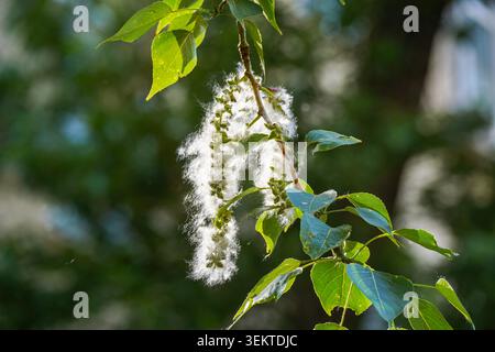 Nahaufnahme eines blühenden Ohrrings einer Balsamico-Pappel (Populus balsamifera). Im Spätherbst und Frühsommer stoßen weibliche Pappeln riesige Mengen an Samen aus, die in der Luft landen, was wegen des erhöhten Risikos von Bränden und saisonalen Allergien unter den Bewohnern ein ständiges Problem für städtische Gemeinden darstellt Stockfoto