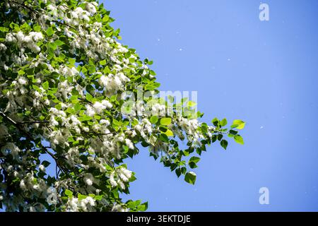 Eine Nahaufnahme von Balsam-Pappel-Ästen (Populus balsamifera), bedeckt mit reichlich weißen Flusen (Samenbüschel) vor einem klaren blauen Himmel während der Sommersaison. Der jährliche Auswurf von Pappelflusen in städtischen Gebieten erzeugt einen Sommerschneeeffekt, der häufig saisonale Allergien, kommunale Sanierungsschwierigkeiten und erhöhte Brandgefahren verursacht Stockfoto