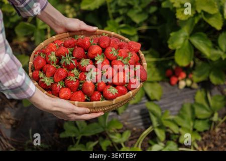 Ein reichhaltiger Korb gefüllt mit frisch geernteten Erdbeeren, perfekt für die Förderung von ökologischem Landbau oder gesunder Ernährung Kampagnen. Stockfoto