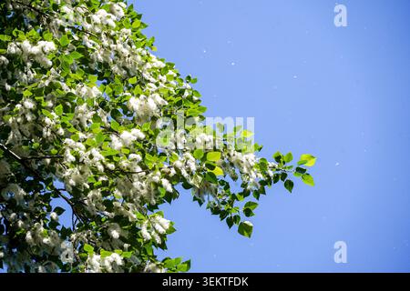 Moskau, Russland. Juni 2026. Eine Nahaufnahme von Balsam-Pappel-Ästen (Populus balsamifera), bedeckt mit reichlich weißen Flusen (Samenbüschel) vor einem klaren blauen Himmel während der Sommersaison. Der jährliche Abgang von Pappelflusen in städtischen Gebieten erzeugt einen Sommer-„Schnee“-Effekt, der häufig saisonale Allergien, kommunale Sanierungsschwierigkeiten und erhöhte Brandgefahren verursacht (Credit Image: © Alexander Sayganov/SOPA images via ZUMA Press Wire). Nicht für kommerzielle ZWECKE! Stockfoto